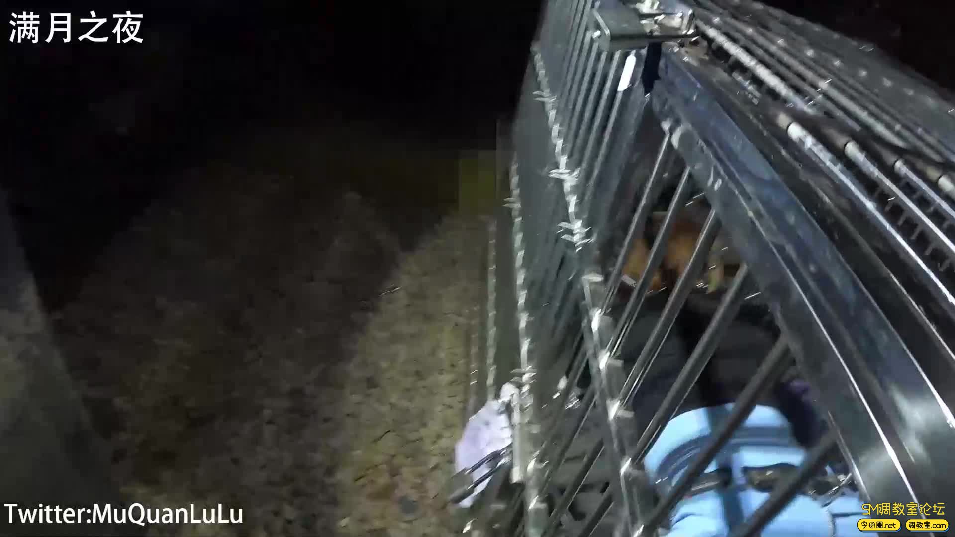 满月之夜  户外狗笼禁锢放置PLAY 锁链+湿身-视频截图2