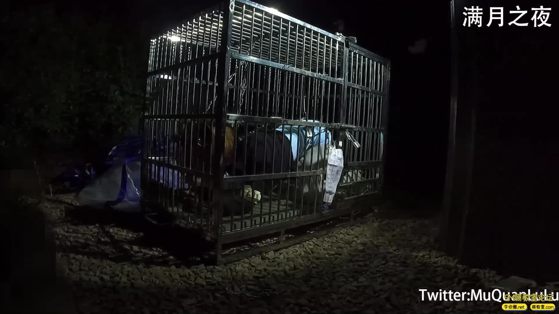 满月之夜  户外狗笼禁锢放置PLAY 锁链+湿身-视频截图1